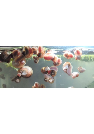 Maazam Ramshorn Salyangoz Planorbis Rubrum 5 Adet
