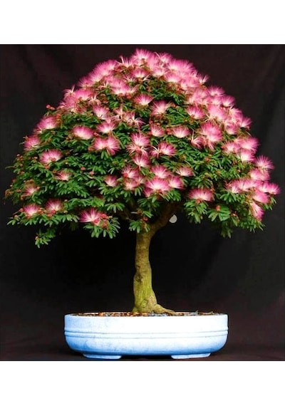 Gülibrişim Ağacı Tohumu 50 Adet Bonsai Tekniğine Uygun Tür