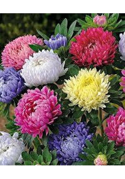 10 Adet Natural Chrysanthem Aster Mix Heirloom Tohumu