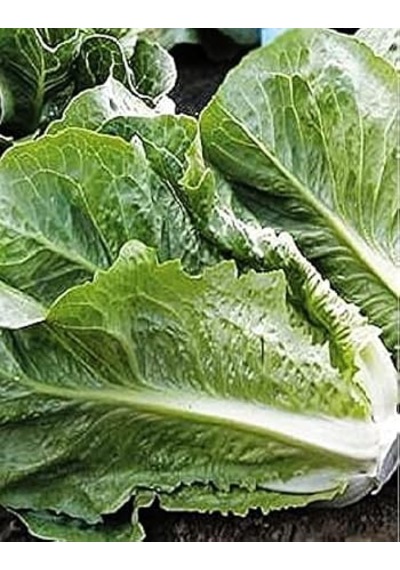 Agrodal Tarım Ata Tohumu Marul Yedıkule 1000 Adet Tohum