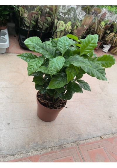 Coffea Arabica Süs Çiçeği