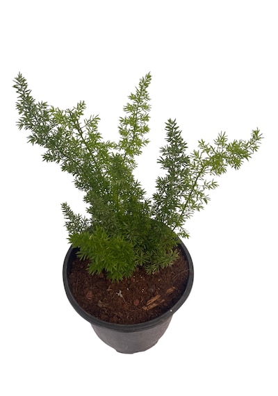 Tilki Kuyruğu /asparagus Densiflorus