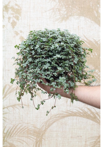 Sarkıcı Pilea Glauca 2 Adet - Dostluk Çiçeği Askılı Saksıda