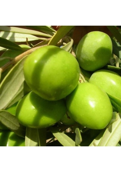 Koleksiyonluk Nadir Çeşit Soğuklara Dayanıklı Sofralık Butko Zeytin Fidanı