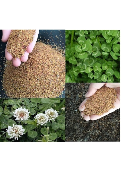 Üçgül Tohumu Ak Üçgül Trifolium Repens Süs Yoncası Bodur Yoncası 1 KG