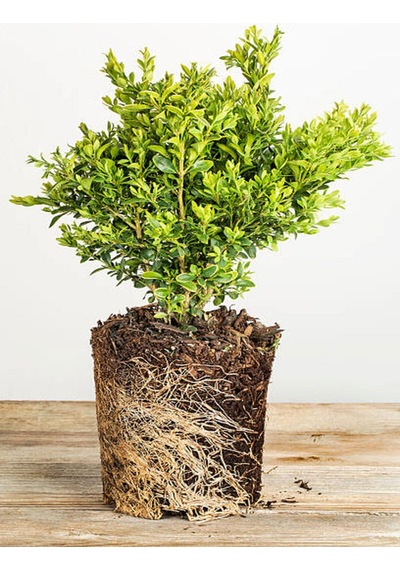Peyzaj Bitkisi Şimşir Çalısı Buxus