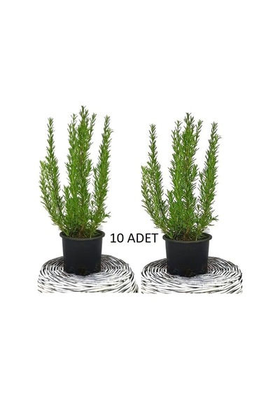 10 Adet Biberiye Kuş Dili Otu Set 5li 50 Cm Yemeklerde Kullanılabilir Biberiye
