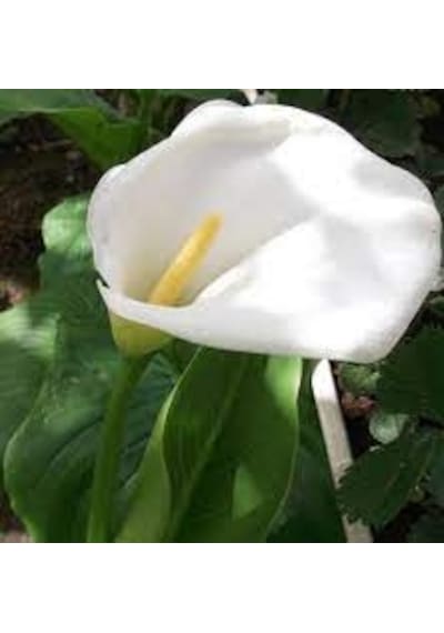 5 Adet Tohum Nadir Beyaz Calla Lily Çiçek Tohumu