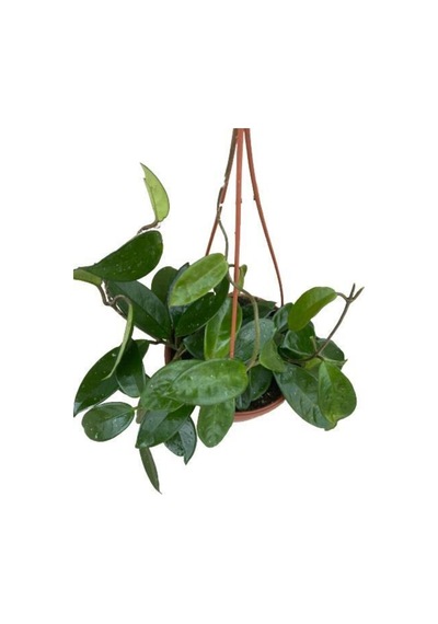 Mum Çiçeği Kokulu Hoya Carnosa N11.549