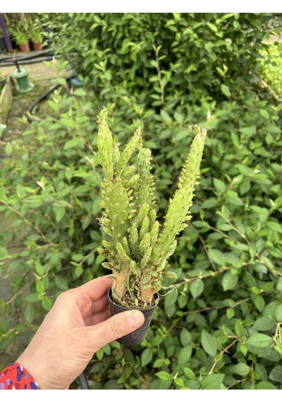 Thebestonline Opuntia Monacantha, Meksika Kaktüsü, Ağaç Kaktüs, 5