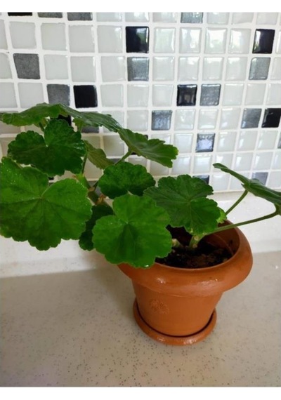 Mercan Kırmızı Sardunya Fidesi 10-20 Cm