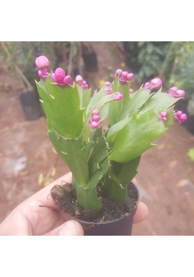 Yılbaşı Çiçeği zygocactus  Saksıda