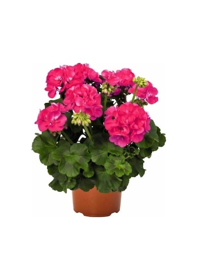 Iran Gül Pembe Sardunya Çiçeği Fidesi 10-20 Cm