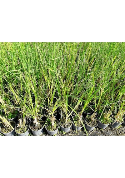 Pampas Otu - Saz Püskülü 20 Adet
