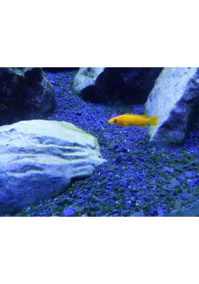 Cichlid Lake Salt 250 Gr