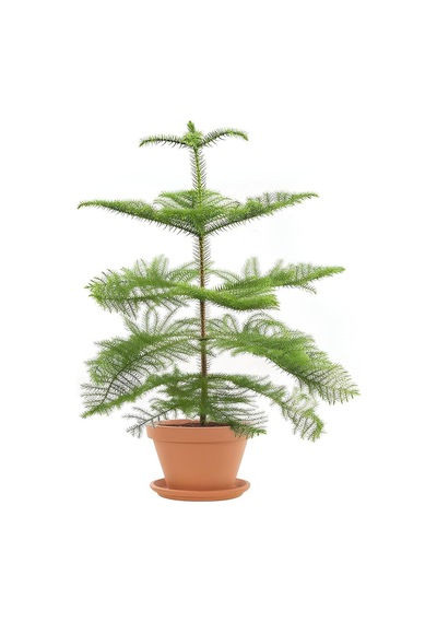 Videolu Salon Çamı Arokarya 1 Adet Saksılı/ Tüplü 60-80 Cm Ev Ofis Salon Bitkisi Araucaria