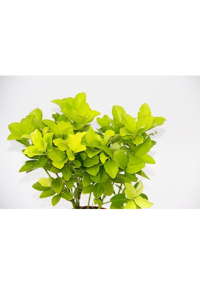 Sarı Saksıda Gold Taflan Euonymus