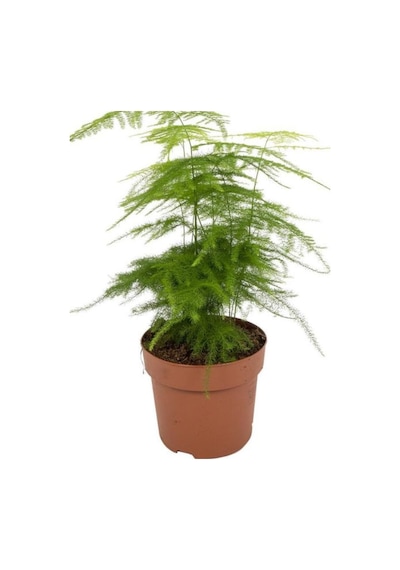 Asparagus Setaceus Tül Salon Çiçeği 1 Adet Saksılı 15-30cm