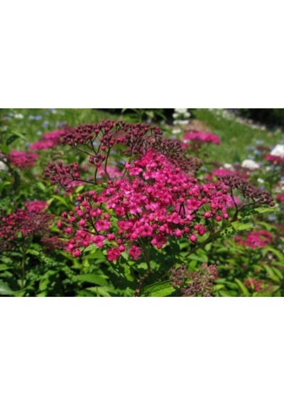Videolu Pembe Ispirya Keçi Sakalı Çiçeği Fidanı 40-60 Cm Saksılı Çiçekli Bodur Ispirya Spiraea