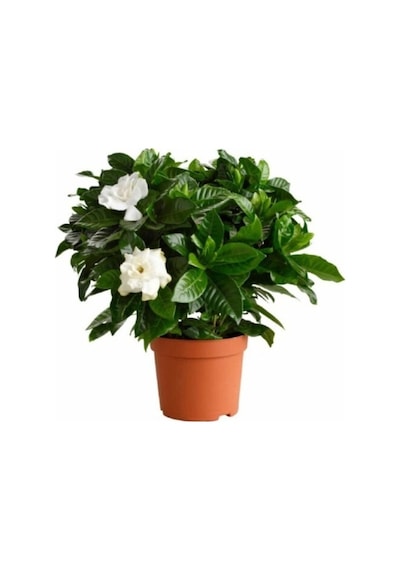 Gardenya Çiçeği Bol Kokulu 10-20 Cm