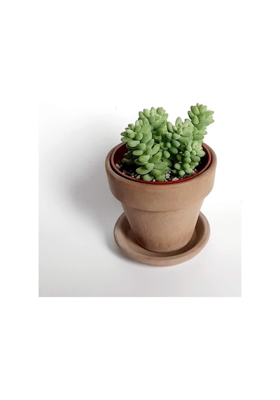 Serada Decor Plant Sedum Burrito Morganianum Eşek Kuyruğu Sukulent Bitki