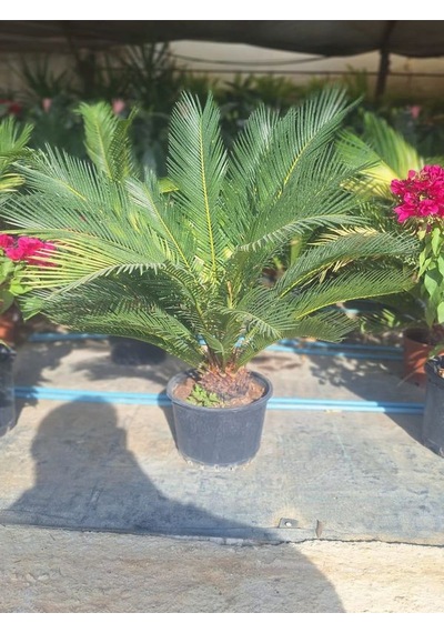 Japon Sago Palmiyesi Sikas 1 Adet Saksılı 55-80cm Cycas