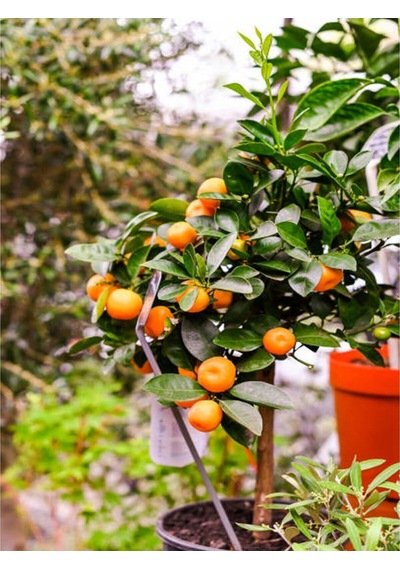 Videolu Tatlı Ve Sulu Mandalina Fidanı 150 200 Cm 1 Adet Saksılı/tüplü Citrus Reticulata