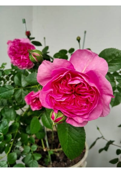 Yediveren Pembe 50-90 Cm Saksılı Aşılı Gül Pink Rose