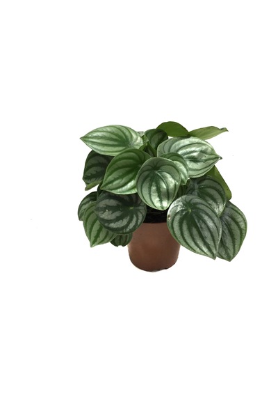 Peperomia Argyreia (Karpuz Çiçeği) Ø12 CM Y20-25 CM Peperomia Argyreia (Karpuz Çiçeği) Ø12 CM Y20-25 CM