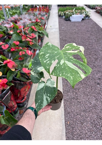 Monstera Deliciosa 'thai Constellation' Deve Tabanı