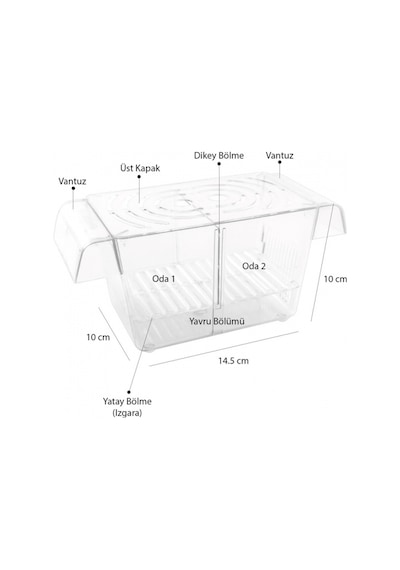 Atlantik İkili Kristal Balık Yavruluk 14,5 Cm x 10 Cm