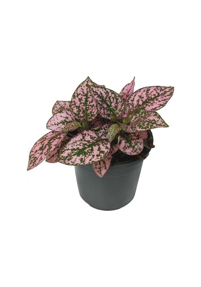 Saksılı Fittonia Hostes Çiçeği Çilli Yaprak Güzeli Pembe Yeşil 4406
