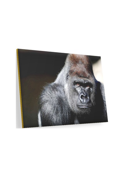 Cakasepetim Western Lowland Gorilla Görseli Ahşap Mdf Tablo