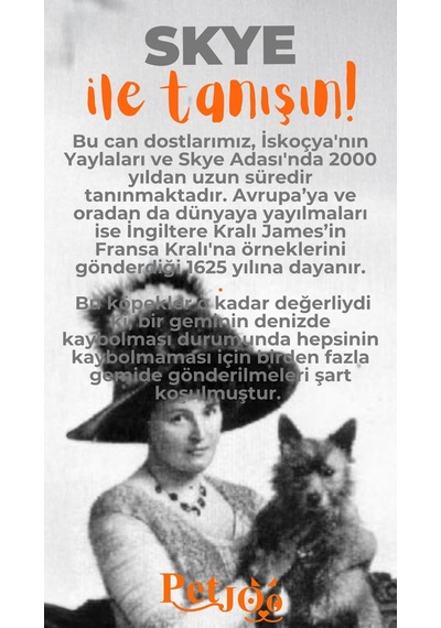 Petjoo 6.Skye Turuncu-Gri Qr'lı Köpek Künyesi