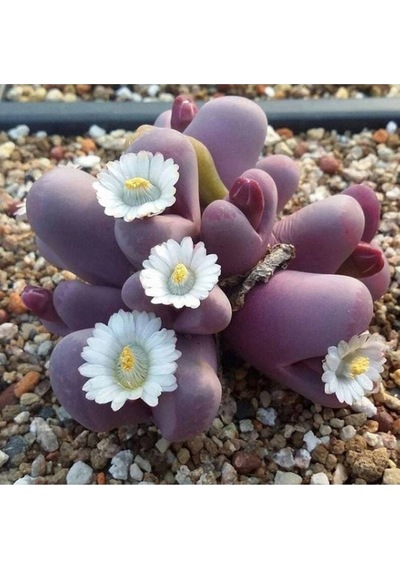 10 Adet Lithops Optica Rubra Succulent Tohumu