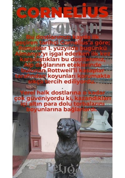 Petjoo 20.Cornelius Gri-Kırmızı Qr'lı Köpek Künyesi