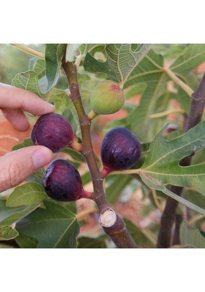 Seneye Meyve Durumda Soğuklara Dayanılı Ficus Carica Ronde De Bordeaux İncir Fidanı Kendine Verimli