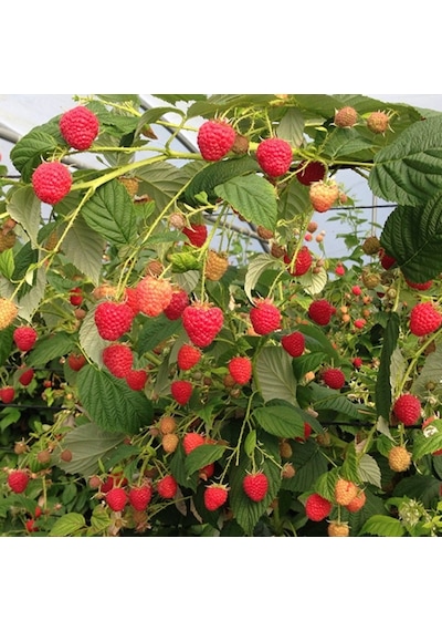 Tüplü Yüksek Verimli Aromatik Aksu Pembesi Ahududu Fidanı