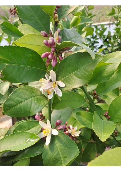 4 Taş Tam Bodur Tijli Yediveren Limon Fidanı