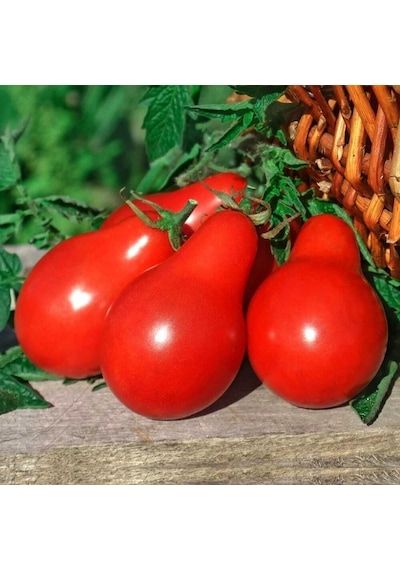 Red Pear Domates Tohumu 15 Tohum