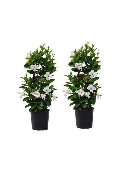 Mandevilla Sarmaşığı - Beyaz 80-100cm