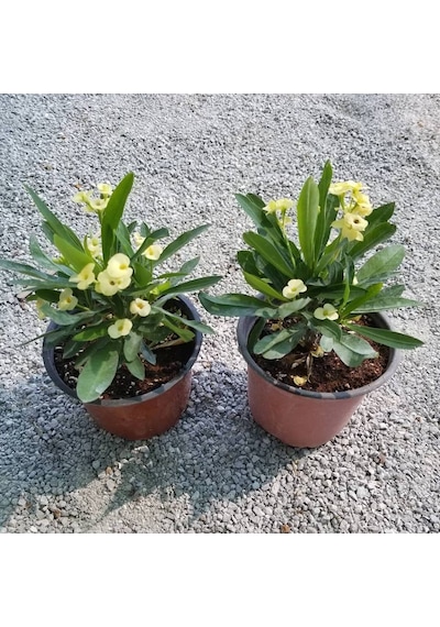 Sarı Euphorbia Milii - Dikenler Tacı Saksıda Küçük 3975