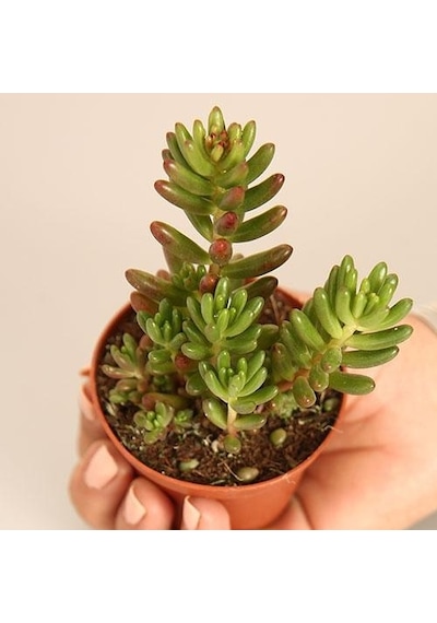 Sedum Rubrotinctum Jelibon Sukulent 180 Adet