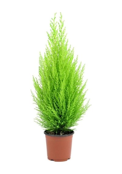 Limon Çamı Limoni Servi 30-60 Cm