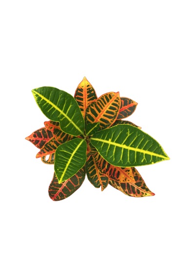 Codiaeum Variegatum 'Petra' (Kraton Çiçeği) Ø12 CM Y30-35 CM