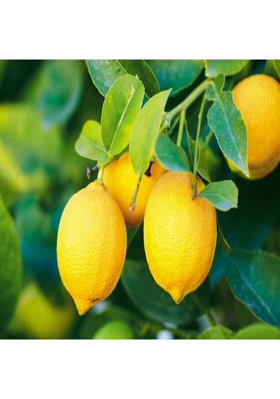Tüplü Aşılı Yüksek Verimli Yediveren Limon Fidanı