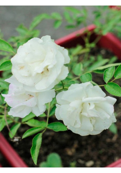 Chopin Gül Beyaz Renkli 40 60 Cm 1 Adet Saksılı Bahçe Güzeli Aşılı Gül White Rose