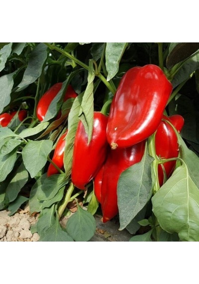 Jalapeno Biberi 30 Adet Tohum + Kırmızı Kapya Biber 30 Adet Tohum + Torf + Saksı - Set