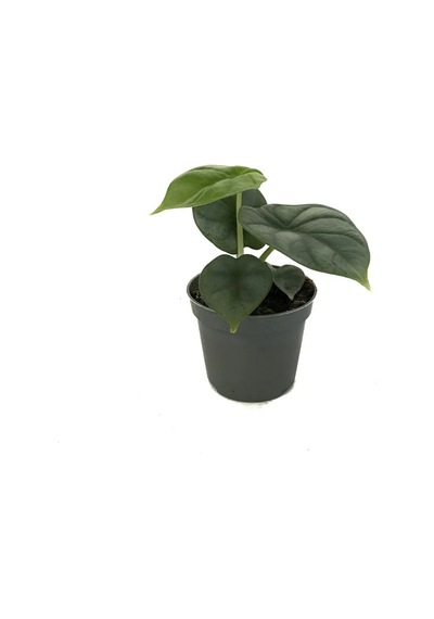 Alocasia 'silver Dragon' Fil Kulağı Ø5,5 Cm Y0-10 Cm