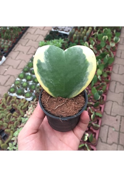 Hoya Kerrii 'Variegata' (Mum Çiçeği) Ø5,5 CM Y0-10 CM